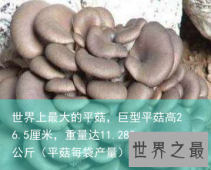 世界上最大的平菇，巨型平菇高26.5厘米，重量达11.285公斤（平菇每袋产量）