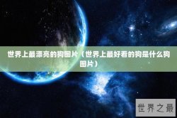 世界上最漂亮的狗图片（世界上最好看的狗是什么狗图片）