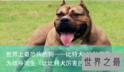 世界上最恐怖的狗——比特犬 这种狗只为战斗而生（比比特犬厉害的狗）