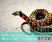 世界最大的蛇 它的身体宽度和成年人相当，身长最大的在十米以上（世界上平均长度最长的蛇
