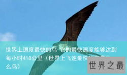 世界上速度最快的鸟 它的最快速度能够达到每小时418公里（世界上飞速最快的鸟是什么鸟）