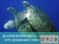 盘点动物界最狂野的交配行为，难度系数率高（世界上最残暴的动物十大排名）