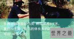 世界上最危险的鸟类 鹤鸵体高1.7米，重约70千克（鸵鸟的体长大约2米,体重可达160多千克）