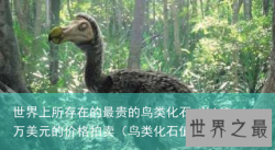 世界上所存在的最贵的鸟类化石 以440万美元的价格拍卖（鸟类化石值钱吗）