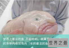 世界上最丑的鱼 不能吃的，就算是能吃，它的身体内也没有肉（长的最丑的鱼叫什么鱼）