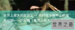 世界上最大的昆虫之一 同时也是世界上的濒危动物——巨沙螽（世界上最大的昆虫是什么?）