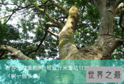 世界上最重的树 每立方米重达1122公斤（树一般多重）
