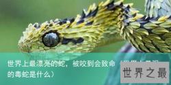 世界上最漂亮的蛇，被咬到会致命（世界上最强的毒蛇是什么）