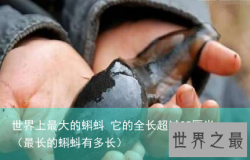 世界上最大的蝌蚪 它的全长超过25厘米（最长的蝌蚪有多长）