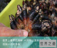 世界上最贵的海鲜 一斤可以卖到近万元（几百块一斤的海鱼）