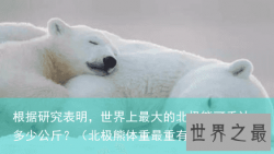 根据研究表明，世界上最大的北极熊可重达多少公斤？（北极熊体重最重有多少斤）