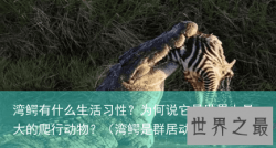 湾鳄有什么生活习性？为何说它是世界上最大的爬行动物？（湾鳄是群居动物吗）