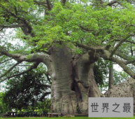 百骑大栗树世界上最粗的树