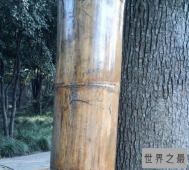 世界上最大的竹子：巨龙竹资料介绍