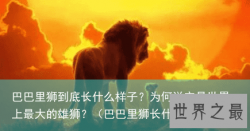 巴巴里狮到底长什么样子？为何说它是世界上最大的雄狮？（巴巴里狮长什么样子）