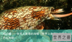 鸡心螺——世界上最毒的海螺（世界上最毒的海螺是什么海螺）