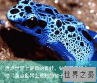 盘点世界上最毒的青蛙，钴蓝箭毒蛙上榜（盘点世界上最短的裙子）