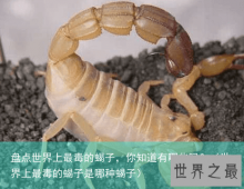 盘点世界上最毒的蝎子，你知道有哪些吗？（世界上最毒的蝎子是哪种蝎子）