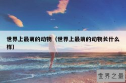 世界上最萌的动物（世界上最萌的动物长什么样）