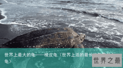 世界上最大的龟——棱皮龟（世界上活的最长的龟是什么龟）