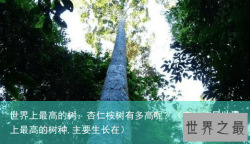 世界上最高的树：杏仁桉树有多高呢？（杏仁桉是世界上最高的树种,主要生长在）