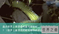 盘点世界上最漂亮和最可爱的蛇，分别是哪些呢？（世界上最漂亮的蛇有哪些种类视频）