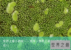 世界上最小的花——芜萍（世界上最小的花是什么花?）