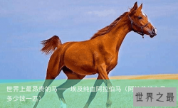 世界上最昂贵的马——埃及纯血阿拉伯马（阿拉伯纯血马多少钱一匹）