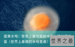 蛋黄水母：世界上最可爱的水母，酷似荷包蛋（世界上最萌的水母是谁）