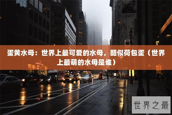 蛋黄水母：世界上最可爱的水母，酷似荷包蛋（世界上最萌的水母是谁）