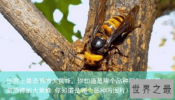 世界上最恐怖的大黄蜂，你知道是哪个品种吗？（世界上最恐怖的大黄蜂,你知道是哪个品种吗