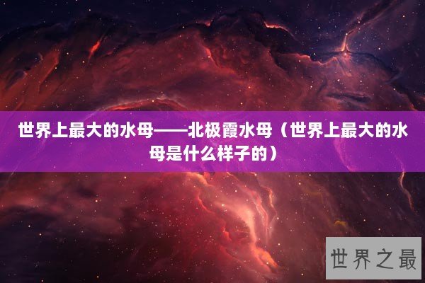 世界上最大的水母——北极霞水母（世界上最大的水母是什么样子的）