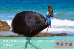 世界上性情最凶猛的鸟类——鹤鸵（鸵鸟是世界上存活最大的鸟吗）