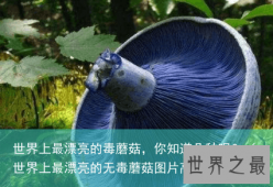 世界上最漂亮的毒蘑菇，你知道几种呢？（世界上最漂亮的无毒蘑菇图片高清）