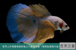 世界上外观最艳丽的鱼儿：泰国斗鱼（观赏鱼泰国斗鱼）