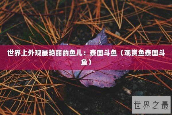 世界上外观最艳丽的鱼儿：泰国斗鱼（观赏鱼泰国斗鱼）