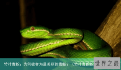 竹叶青蛇：为何被誉为最美丽的毒蛇？（竹叶青的蛇有没有毒）