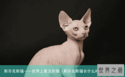 斯芬克斯猫——世界上最丑的猫（斯芬克斯猫长什么样）
