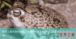 世界上最可爱的青蛙：沙漠雨蛙长什么样？（世界上最可爱的乌龟）