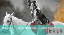 边境牧羊犬——世界上最聪明的狗（边境牧羊犬聪明排第几）