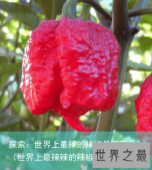 探索：世界上最辣的辣椒是哪种？（世界上最辣辣的辣椒图片）
