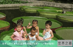 世界上叶片最大的水生植物是什么呢？（水种的植物）
