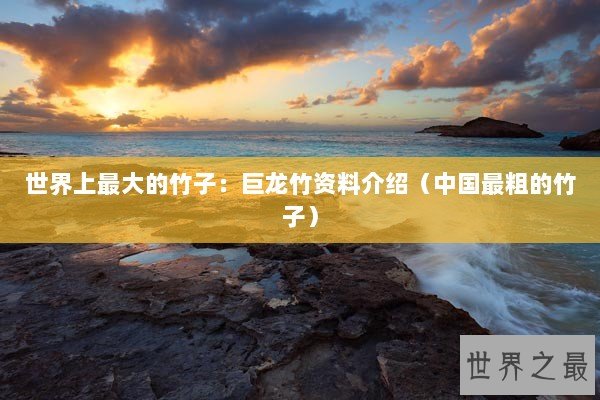 世界上最大的竹子：巨龙竹资料介绍（中国最粗的竹子）