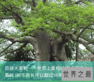 百骑大栗树——世界上最粗的树（百骑大栗树(树干周长可以超过55米)）