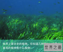 世界上最古老的植物，你知道几种呢？（世界上最高的植物是什么植物）