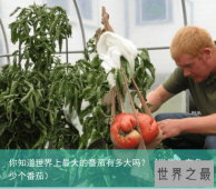 你知道世界上最大的番茄有多大吗？（世界上有多少个番茄）