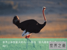 世界上体型最大的鸟——鸵鸟（鸵鸟是世界上最大的鸟吗?）
