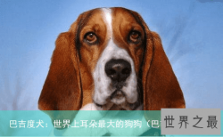 巴吉度犬：世界上耳朵最大的狗狗（巴吉度犬名字）