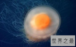 蛋黄水母：世界上最可爱的水母，酷似荷包蛋