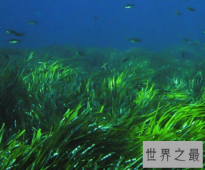 世界上最古老的植物，你知道几种呢？